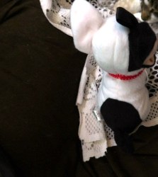 grace dog b
